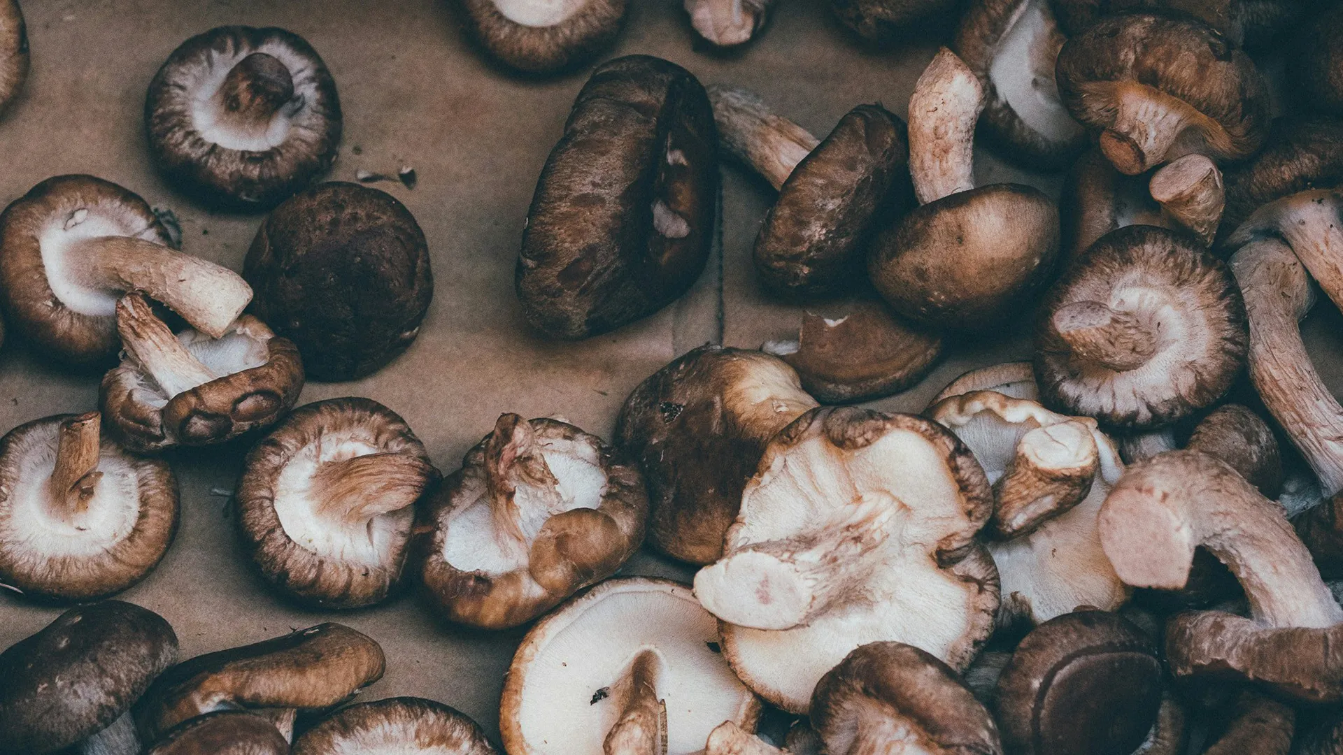 Champignons shiitake PACINI, ingrédient savoureux aux arômes umami intenses