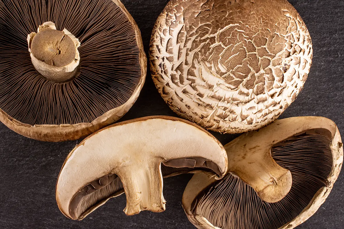 Champignons portobello grillés PACINI, garniture gourmande aux arômes boisés